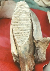 Tooth and lower jaw of the Woolly MammothMammuthus primigenius