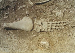 Forelimb and scattered ribs of the Pliosaur Peloneustes sp.